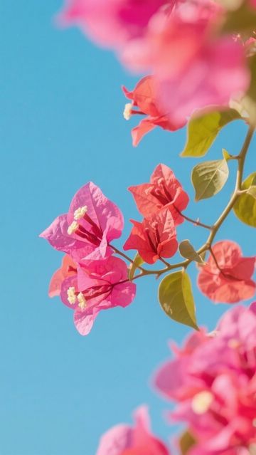 【廣東三角梅觀賞攻略|冬日限定浪漫,奔赴一場粉色花海盛宴】 【廣東三角梅觀賞攻略|冬日限定浪漫,奔赴一場粉色花海盛宴】