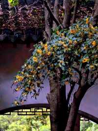 空中步廊俯瞰花草描繪的彩色大地。