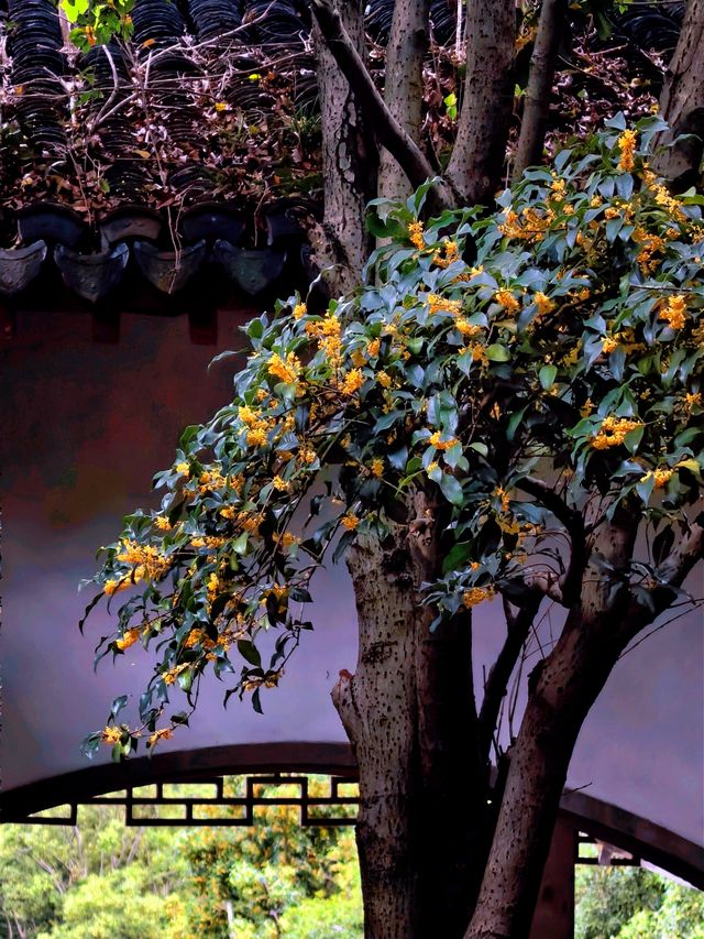 空中步廊俯瞰花草描繪的彩色大地。