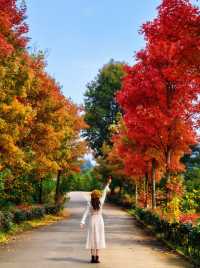 廣州出發!2.5小時車程找到廣東秋日拍照聖地