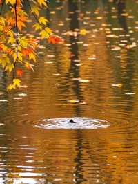 雲平山賞秋全攻略｜上帝最愛的調色板就在這裡！