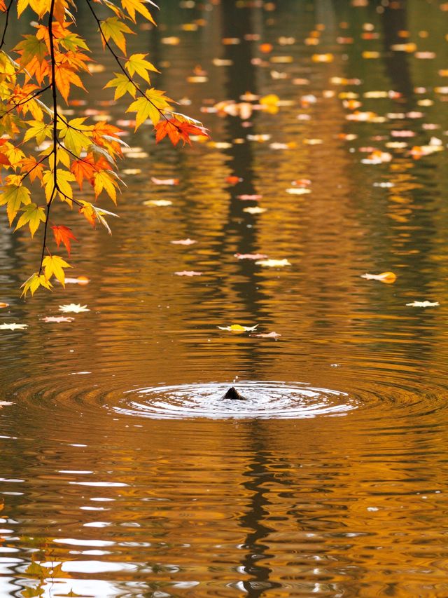 雲平山賞秋全攻略｜上帝最愛的調色板就在這裡！