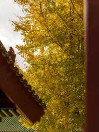 五老峰·秋|運城「雲端金脊」上線!