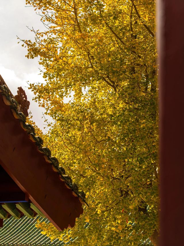 五老峰·秋|運城「雲端金脊」上線! 五老峰·秋|運城「雲端金脊」上線!