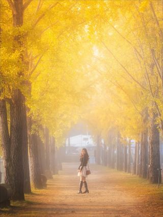 如臨仙境的韓式旅拍小師妹與金色銀杏的秋日奇遇