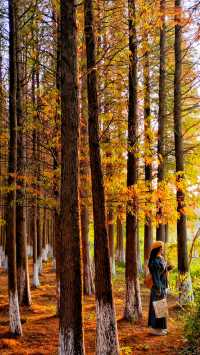 南昌紅葉季打卡指南這幾個地方強烈推薦！