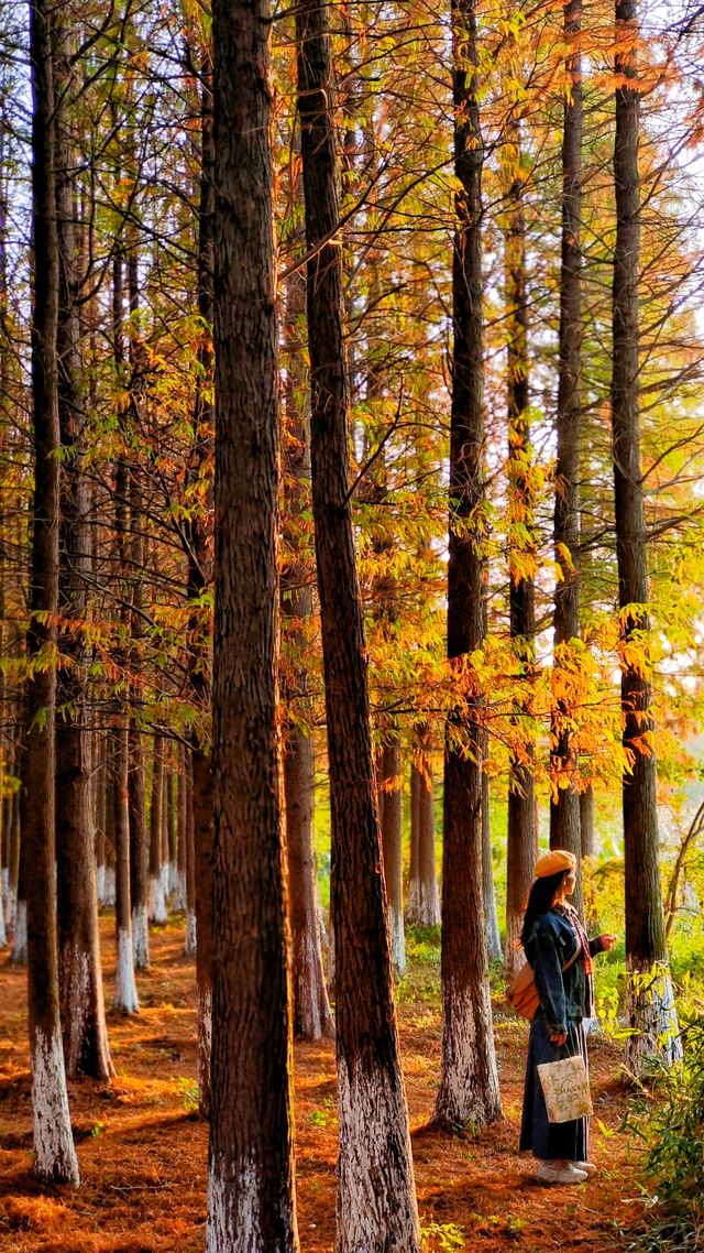 南昌紅葉季打卡指南這幾個地方強烈推薦！