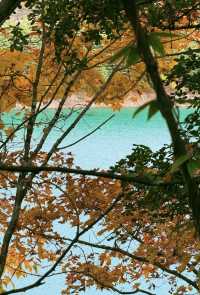 在神仙居住的地方彩林徒步撿菌子🟫 神木壘藏語裡意為「神仙玩耍的地方」 這裡海拔2300-4