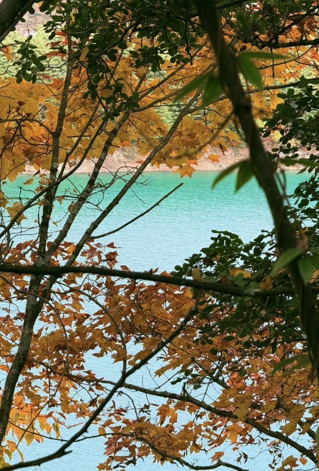 在神仙居住的地方彩林徒步撿菌子🟫 神木壘藏語裡意為「神仙玩耍的地方」 這裡海拔2300-4