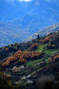 這裡的秋色不等人