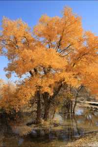 絕美秋色！在金塔胡楊林邂逅金色童話