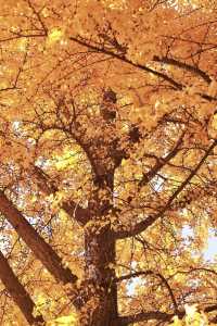 亞布力銀杏鋪秋箋，暖居枕林醉晴川