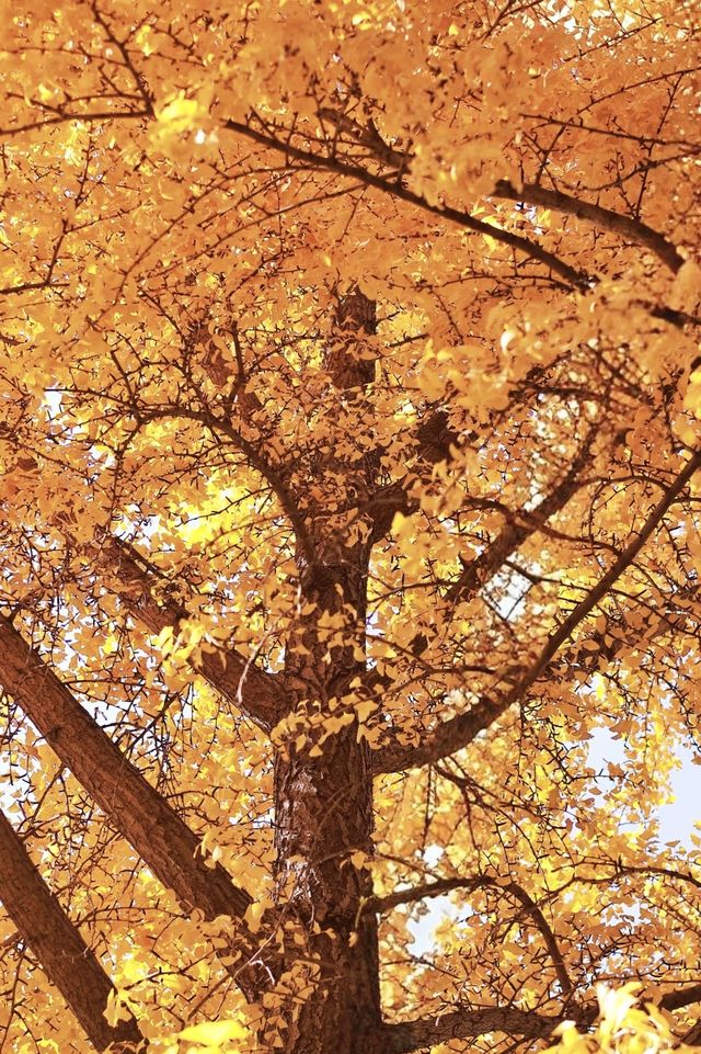亞布力銀杏鋪秋箋，暖居枕林醉晴川