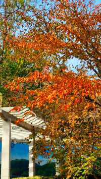 秋日青島楓葉秘境