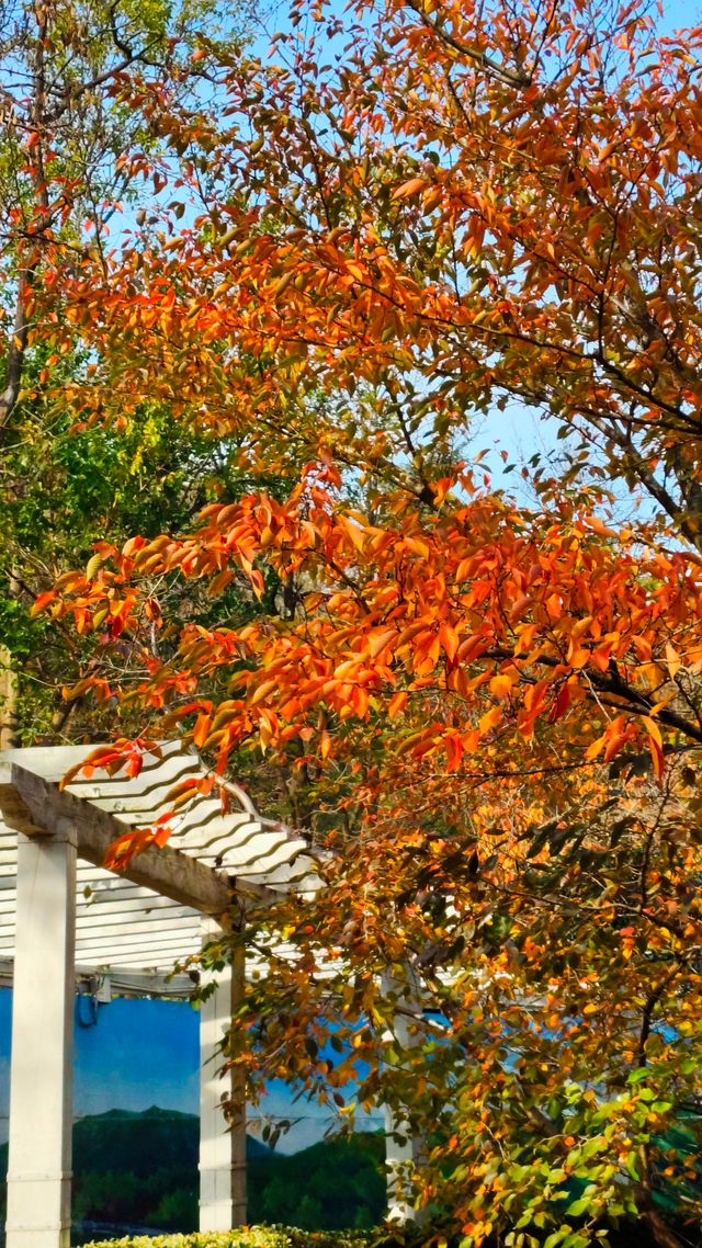 秋日青島楓葉秘境 秋日青島楓葉秘境