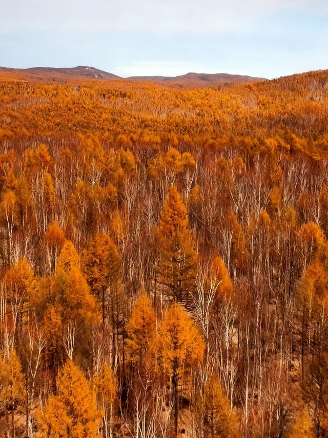闖入大興安嶺的秋日童話|被金色白樺林治癒的一天 闖入大興安嶺的秋日童話|被金色白樺林治癒的一天