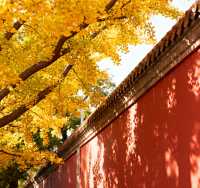 八大關的秋天,是上帝打翻的調色盤|青島賞秋天花板