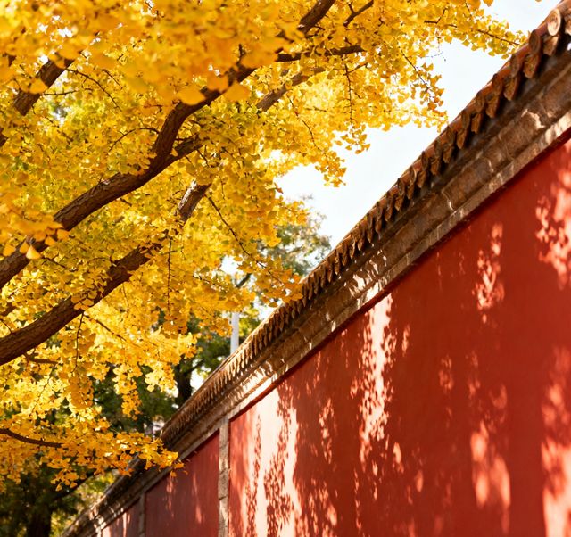 八大關的秋天,是上帝打翻的調色盤|青島賞秋天花板 八大關的秋天,是上帝打翻的調色盤|青島賞秋天花板