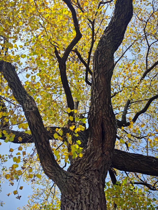 這個秋天一定要嚟莫愁湖！
