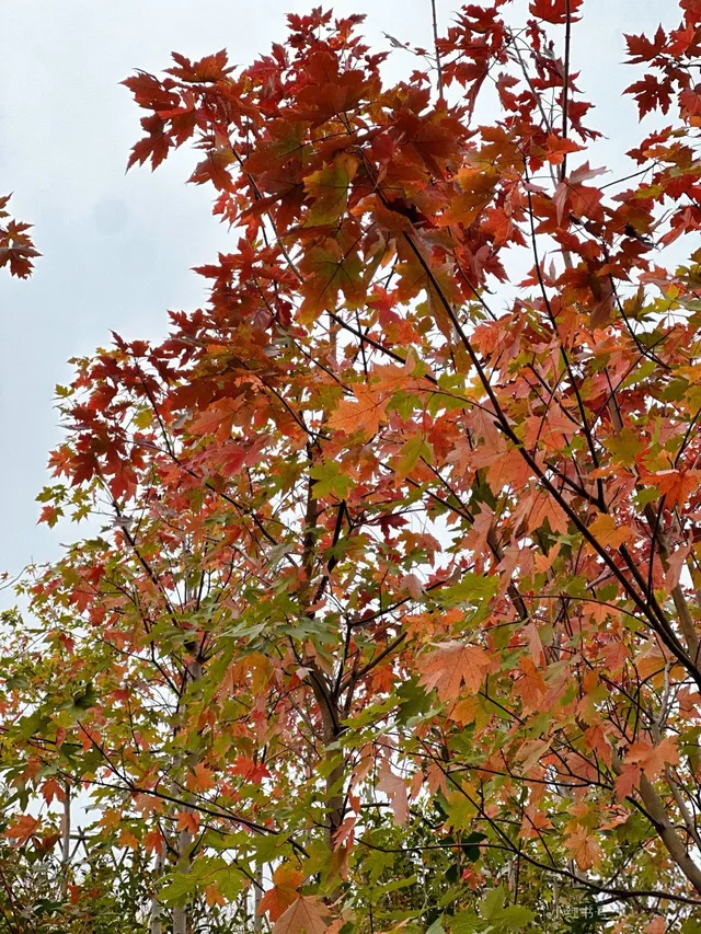 嶺南紅葉世界 嶺南紅葉世界