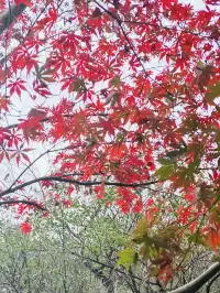 鐘山景區一日遊攻略 反方向路線避開人流