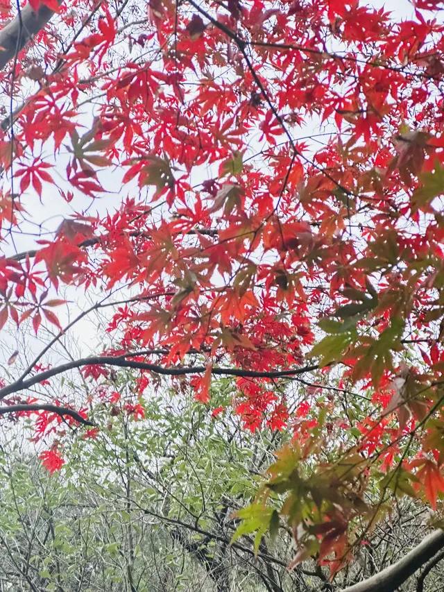 鐘山景區一日遊攻略 反方向路線避開人流