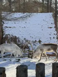 11.19長白山現狀…真心提醒11-2月來的姐妹