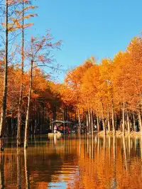 11.15皖南川藏線之落羽紅杉林