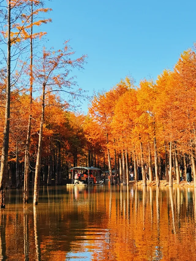 11.15皖南川藏線之落羽紅杉林 11.15皖南川藏線之落羽紅杉林