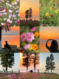 上海出發1h 淀山湖落日花海保姆級攻略