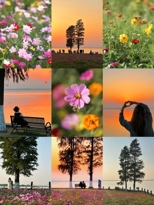 上海出發1h 淀山湖落日花海保姆級攻略