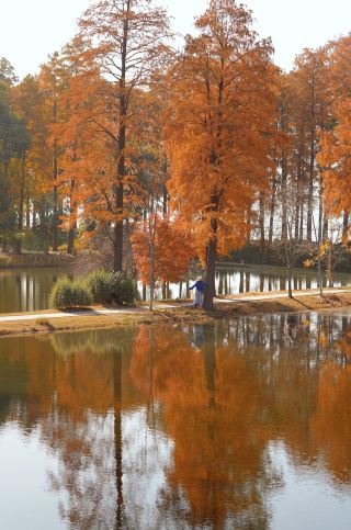 武漢東湖はすでに最高の観賞期に入りました！！水と空が一体となった景色がとても美しいです