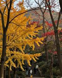 建築與自然的詩意碰撞|踏千年城垣,尋江南福地,感受古邑風雅