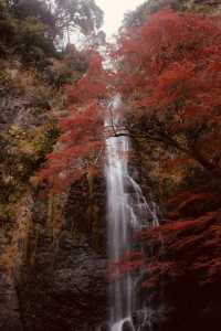箕面公園|紅葉|箕面の滝