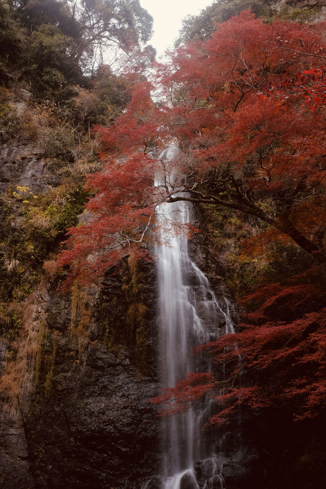箕面公園|紅葉|箕面の滝 箕面公園|紅葉|箕面の滝