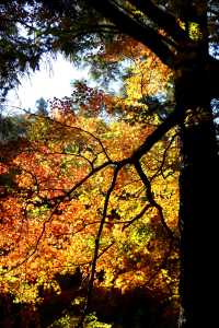 廬山賞秋必去！牯嶺鎮楓葉紅透的浪漫時光