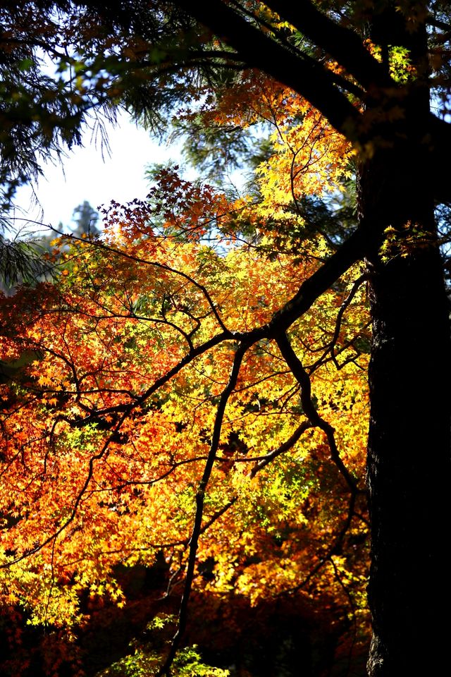 廬山賞秋必去！牯嶺鎮楓葉紅透的浪漫時光