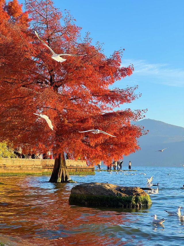 12.3！大理洱海的含金量還在上升！