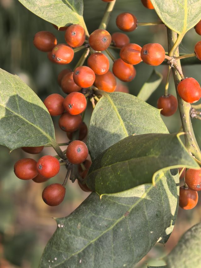 上海植物園隨拍