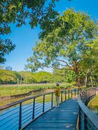 去一萬次都不夠！深圳我最愛的治癒系公園！