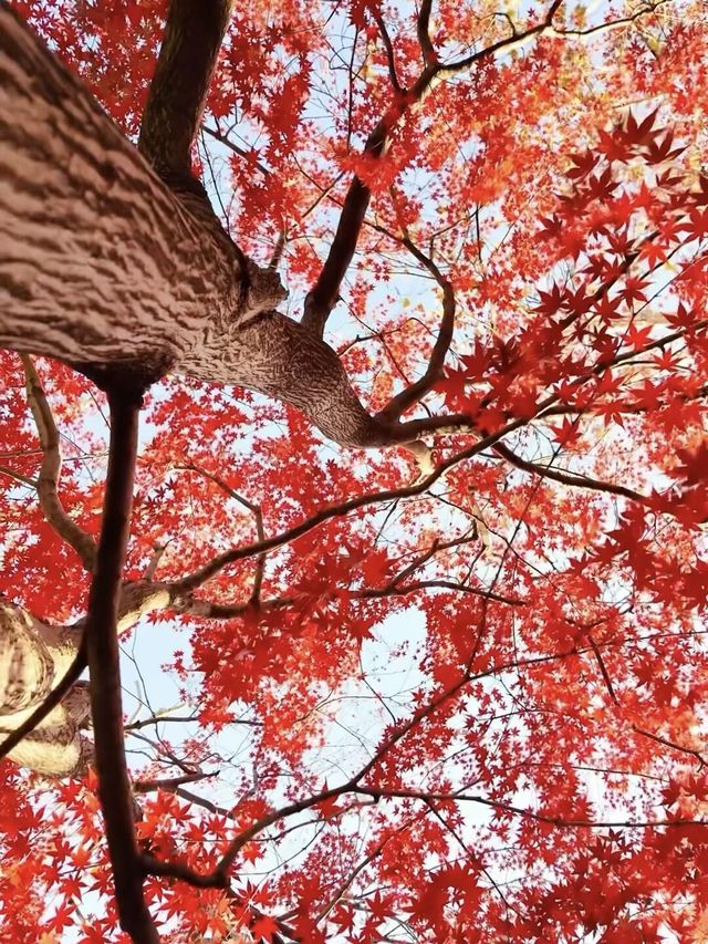 12.6速衝上海小眾公園的楓葉殺瘋了｜附攻略