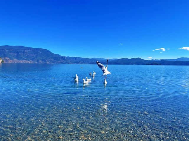 這一站秒入瀘沽仙境 這一站秒入瀘沽仙境