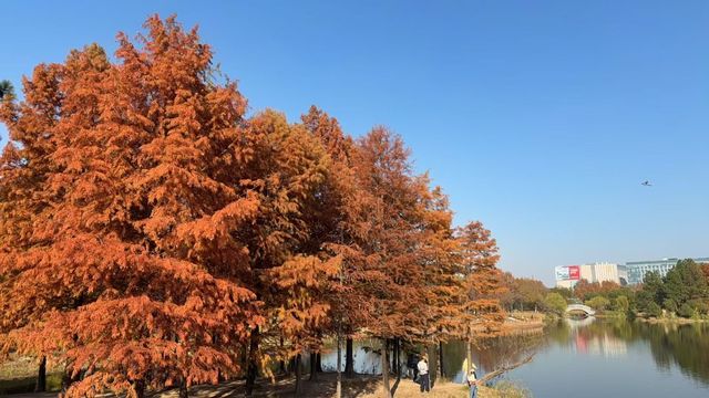 美到窒息閔行博物館旁2大賞秋聖地攻略 美到窒息閔行博物館旁2大賞秋聖地攻略