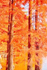 廣州周邊2h逃離城市，闖入秋日浪漫