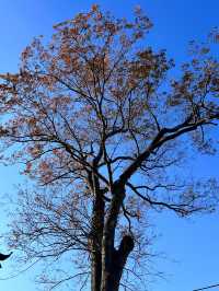 古寺，千年銀杏