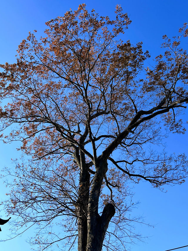 古寺，千年銀杏