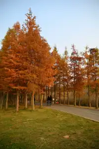 還用去擠白鷺灣?人少景美的水杉秘境!