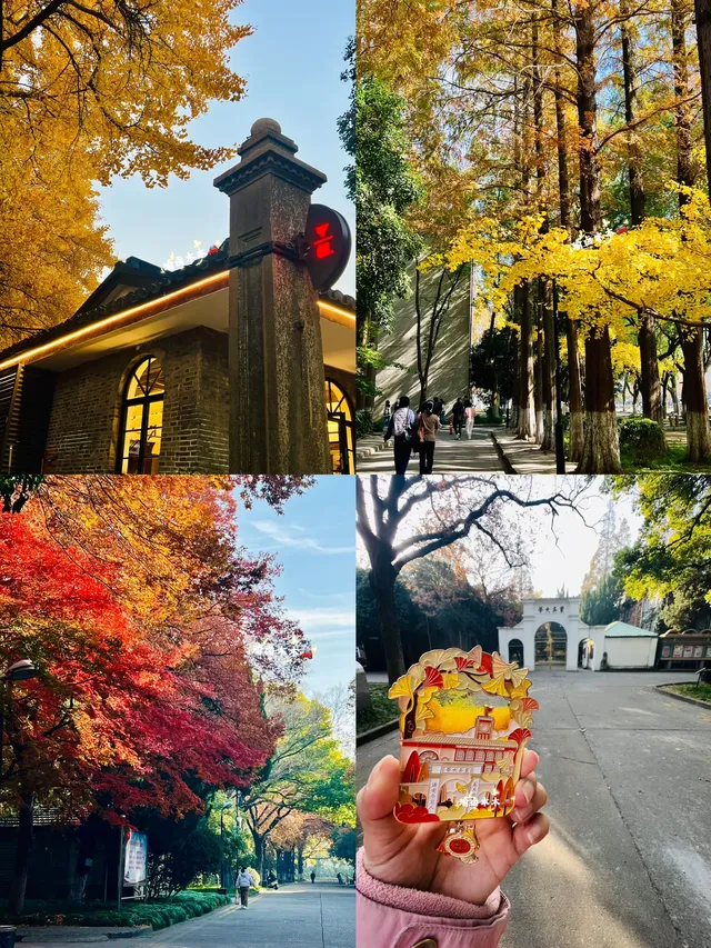 11.30蘇大銀杏實況|想要的色彩這都有 11.30蘇大銀杏實況|想要的色彩這都有