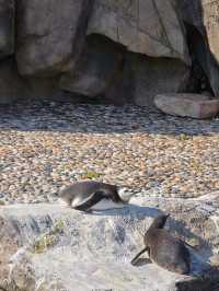 上海野生動物園暢玩一日遊 週六版