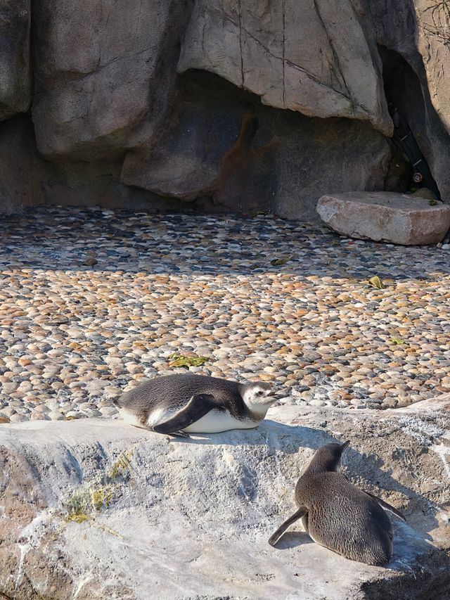 上海野生動物園暢玩一日遊 週六版